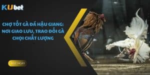 Chợ Tốt Gà Đá Hậu Giang: Nơi Giao Lưu, Trao Đổi Gà Chọi Chất Lượng