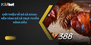 Giới thiệu về Đá Gà SV388 - Nền Tảng Đá Gà Trực Tuyến Hàng Đầu