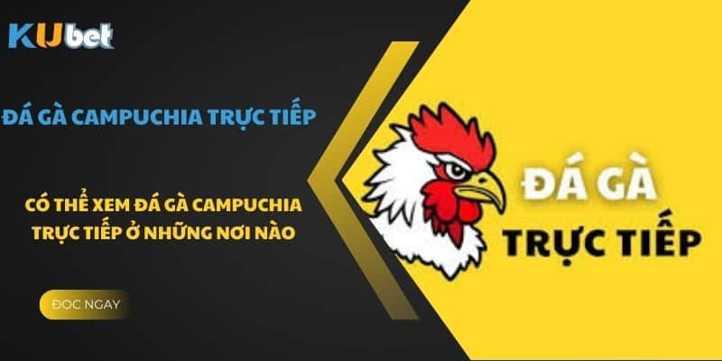 Tham gia các nền tảng trực tiếp để xem đá gà Campuchia