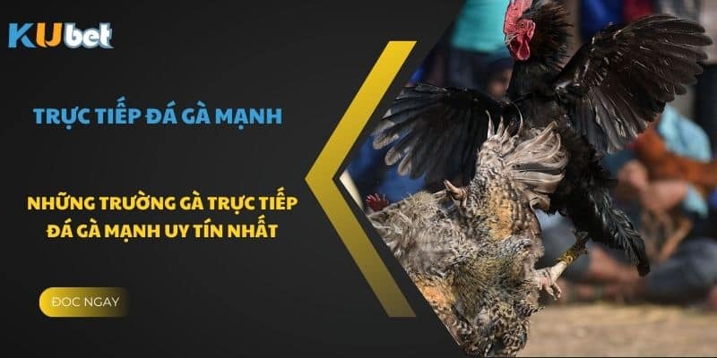 Sân đá gà An Nhơn tổ chức những trận đấu lớn