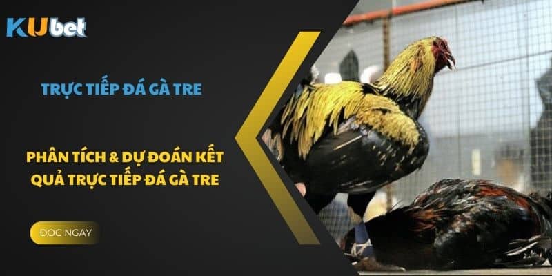 Phân tích và nghiên cứu trực tiếp đá gà tre