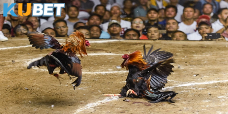 Phong cách đá gà miền Nam kịch tính, sôi động